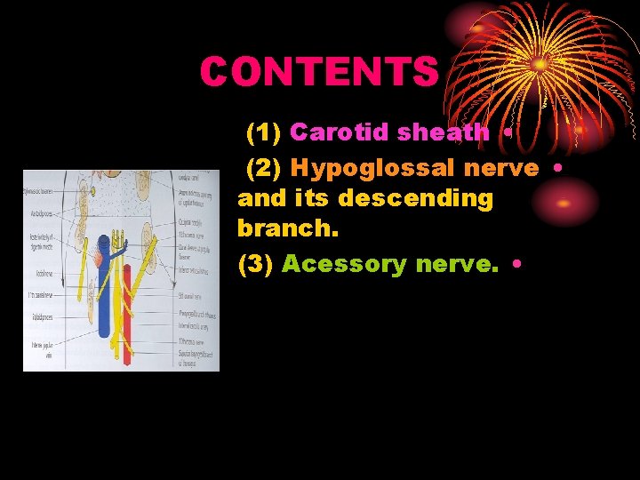 CONTENTS (1) Carotid sheath • (2) Hypoglossal nerve • and its descending branch. (3)