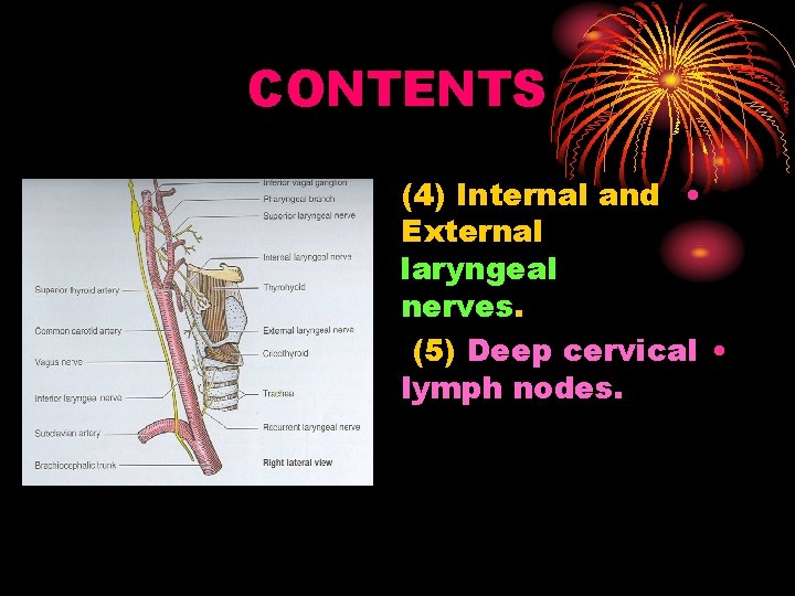 CONTENTS (4) Internal and • External laryngeal nerves. (5) Deep cervical • lymph nodes.