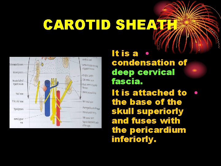 CAROTID SHEATH It is a • condensation of deep cervical fascia. It is attached