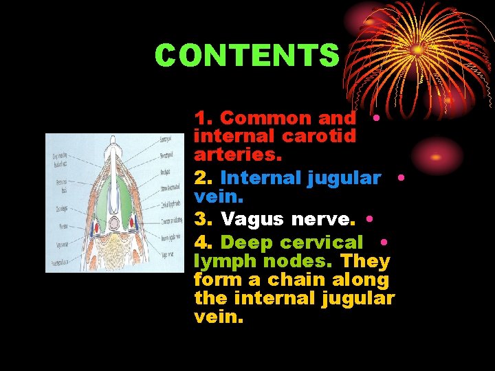 CONTENTS 1. Common and • internal carotid arteries. 2. Internal jugular • vein. 3.