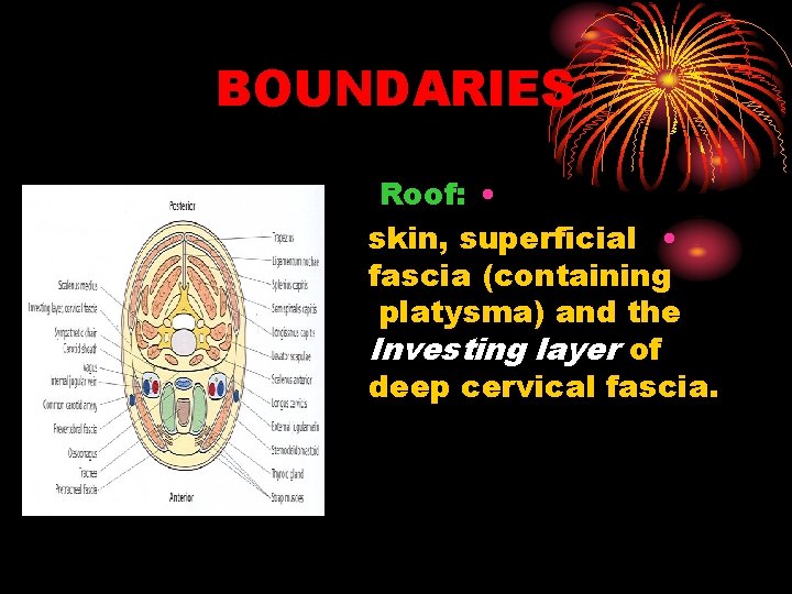 BOUNDARIES Roof: • skin, superficial • fascia (containing platysma) and the Investing layer of