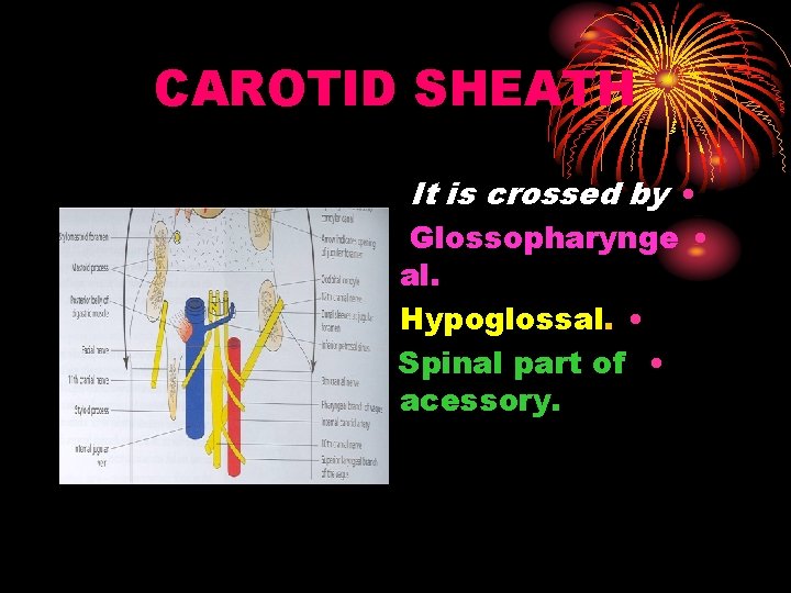 CAROTID SHEATH It is crossed by • Glossopharynge • al. Hypoglossal. • Spinal part