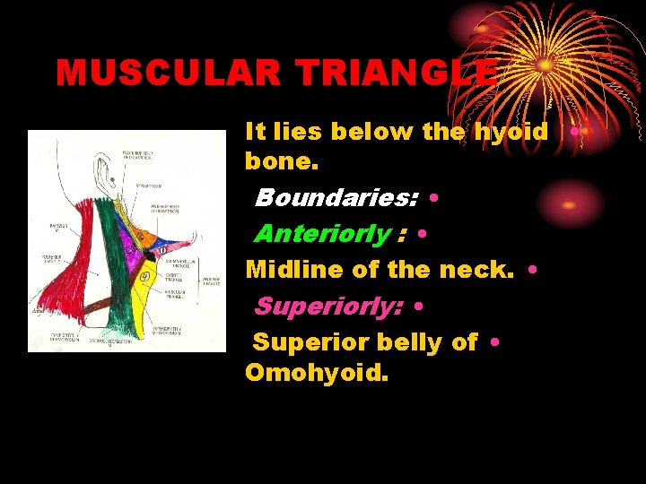 MUSCULAR TRIANGLE It lies below the hyoid • bone. Boundaries: • Anteriorly : •