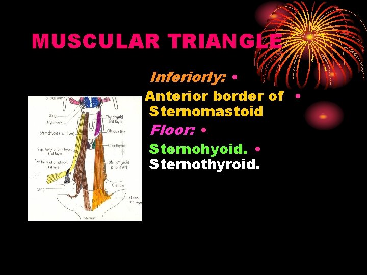 MUSCULAR TRIANGLE Inferiorly: • Anterior border of • Sternomastoid Floor: • Sternohyoid. • Sternothyroid.