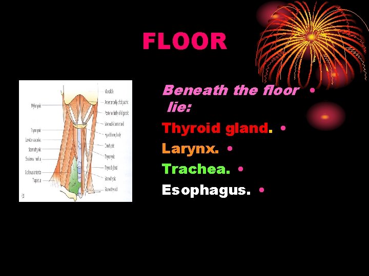FLOOR Beneath the floor • lie: Thyroid gland. • Larynx. • Trachea. • Esophagus.