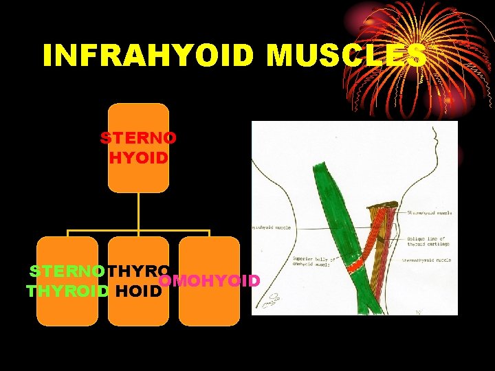 INFRAHYOID MUSCLES STERNO HYOID STERNOTHYRO OMOHYOID THYROID HOID 