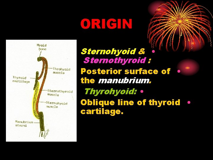 ORIGIN Sternohyoid & • Sternothyroid : Posterior surface of • the manubrium. Thyrohyoid: •