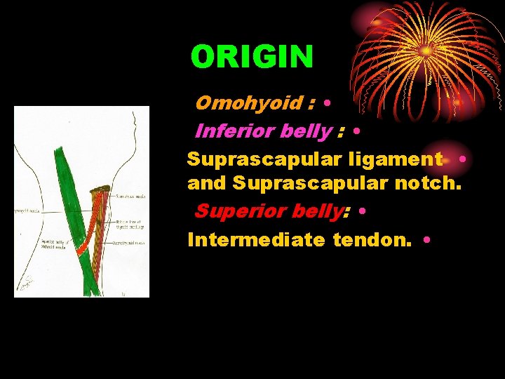 ORIGIN Omohyoid : • Inferior belly : • Suprascapular ligament • and Suprascapular notch.