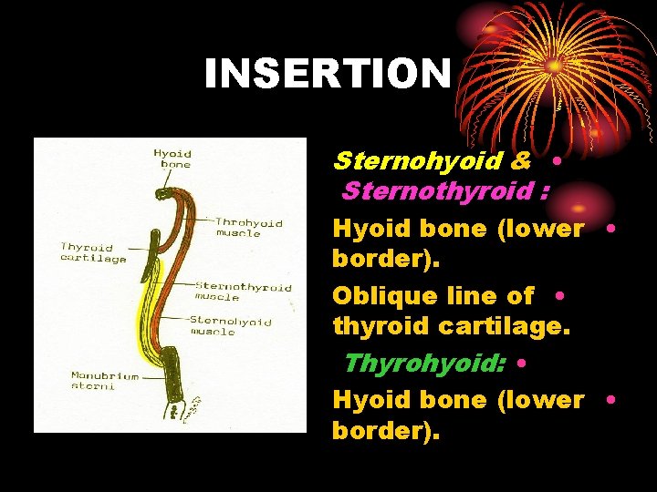 INSERTION Sternohyoid & • Sternothyroid : Hyoid bone (lower • border). Oblique line of