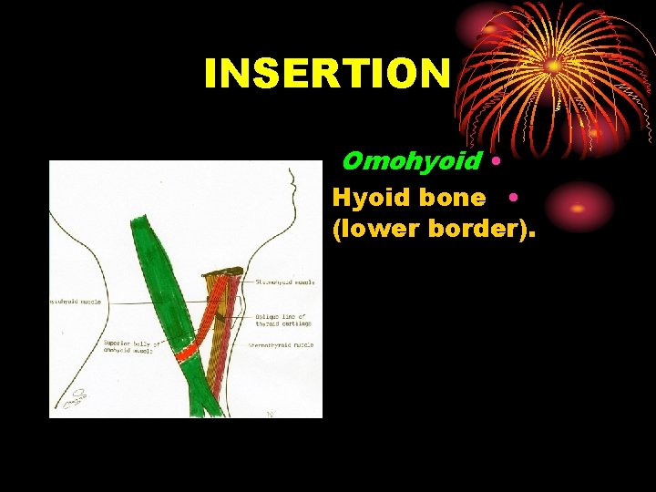 INSERTION Omohyoid • Hyoid bone • (lower border). 