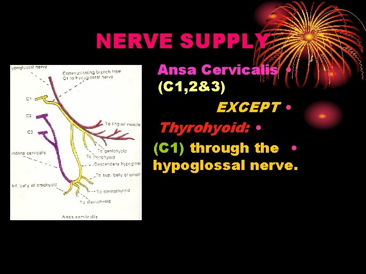 NERVE SUPPLY Ansa Cervicalis • (C 1, 2&3) EXCEPT • Thyrohyoid: • (C 1)