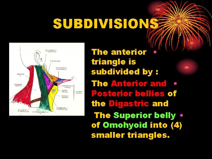 SUBDIVISIONS The anterior • triangle is subdivided by : The Anterior and • Posterior