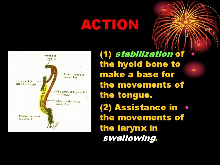 ACTION (1) stabilization of • the hyoid bone to make a base for the