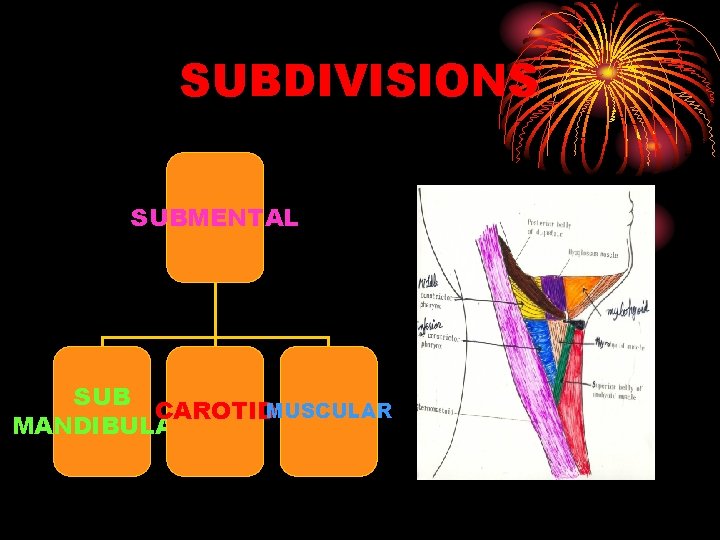 SUBDIVISIONS SUBMENTAL SUB CAROTIDMUSCULAR MANDIBULAR 