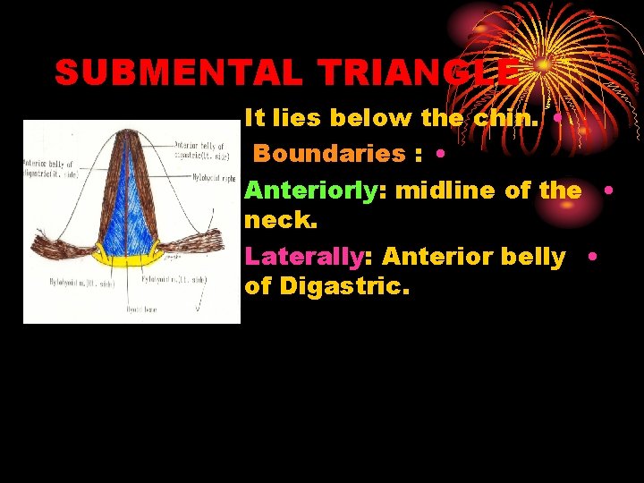 SUBMENTAL TRIANGLE It lies below the chin. • Boundaries : • Anteriorly: midline of
