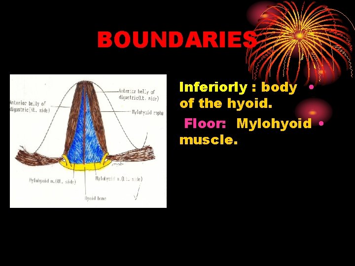 BOUNDARIES Inferiorly : body • of the hyoid. Floor: Mylohyoid • muscle. 