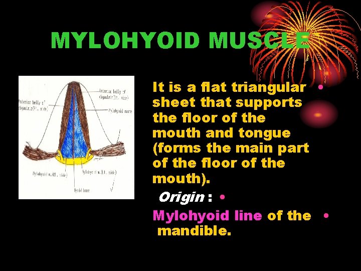 MYLOHYOID MUSCLE It is a flat triangular • sheet that supports the floor of