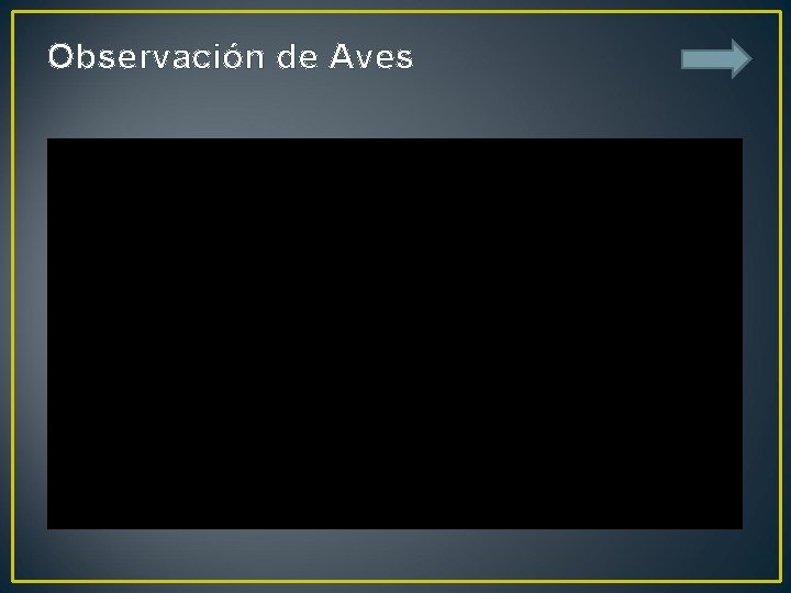 Observación de Aves 