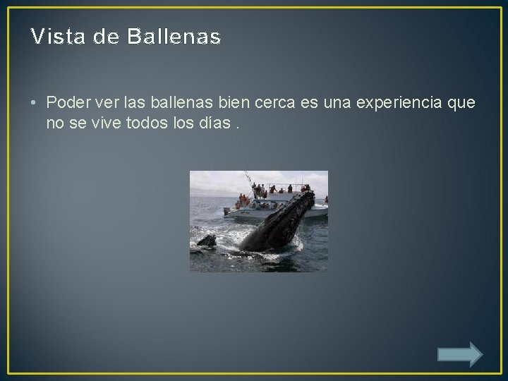 Vista de Ballenas • Poder ver las ballenas bien cerca es una experiencia que