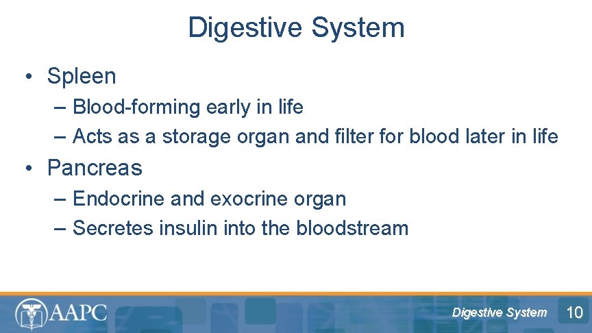 Digestive System • Spleen – Blood-forming early in life – Acts as a storage