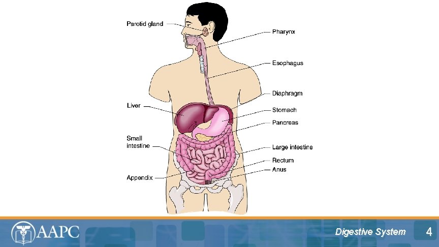 Digestive System 4 