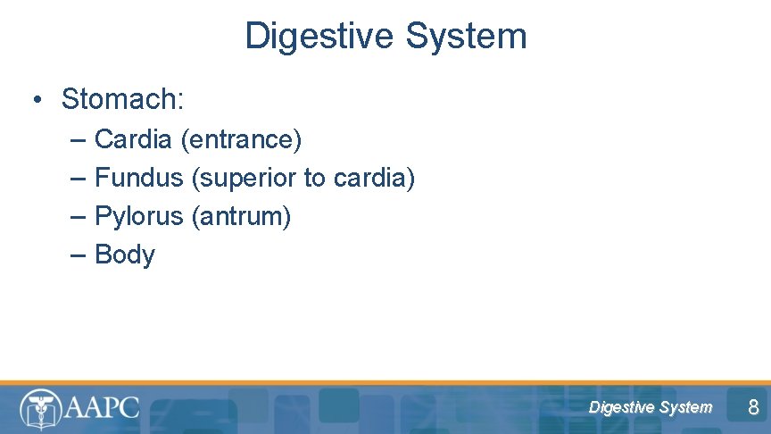 Digestive System • Stomach: – – Cardia (entrance) Fundus (superior to cardia) Pylorus (antrum)