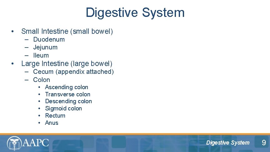 Digestive System • Small Intestine (small bowel) – Duodenum – Jejunum – Ileum •