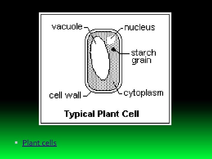  Plant cells 