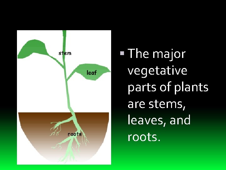  The major vegetative parts of plants are stems, leaves, and roots. 