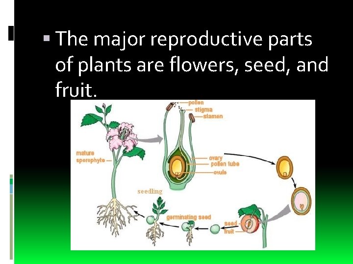  The major reproductive parts of plants are flowers, seed, and fruit. 