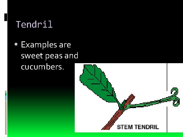 Tendril Examples are sweet peas and cucumbers. 