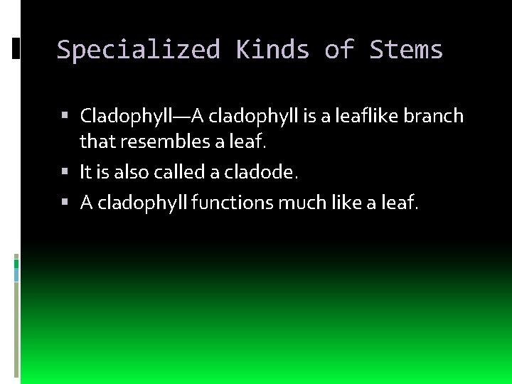 Specialized Kinds of Stems Cladophyll—A cladophyll is a leaflike branch that resembles a leaf.