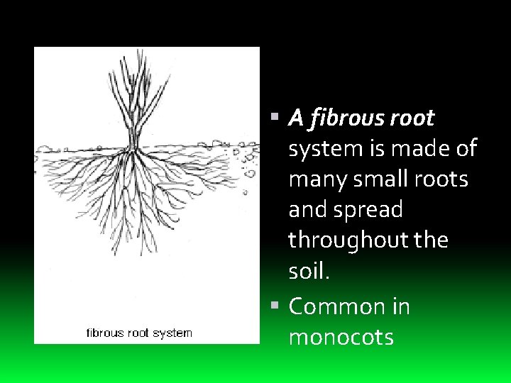  A fibrous root system is made of many small roots and spread throughout