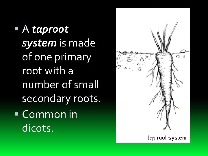  A taproot system is made of one primary root with a number of