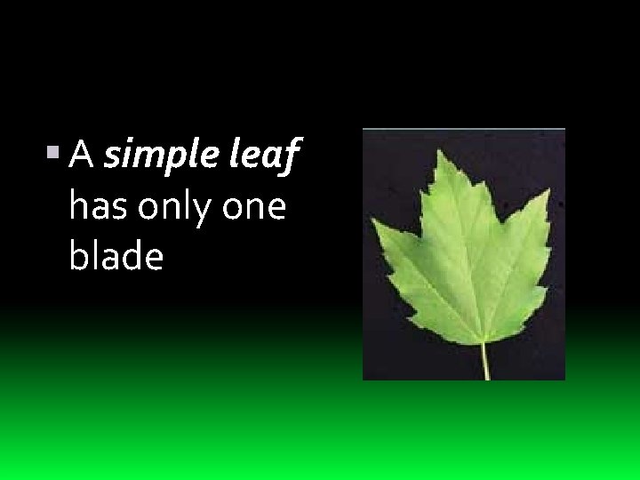  A simple leaf has only one blade 