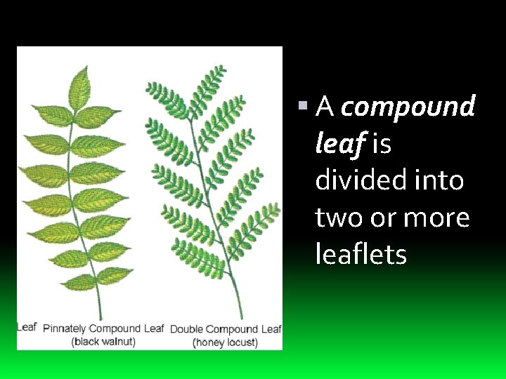  A compound leaf is divided into two or more leaflets 