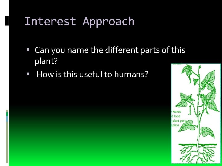 Interest Approach Can you name the different parts of this plant? How is this