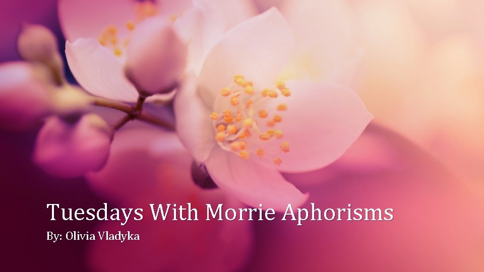 Tuesdays With Morrie Aphorisms By: Olivia Vladyka 