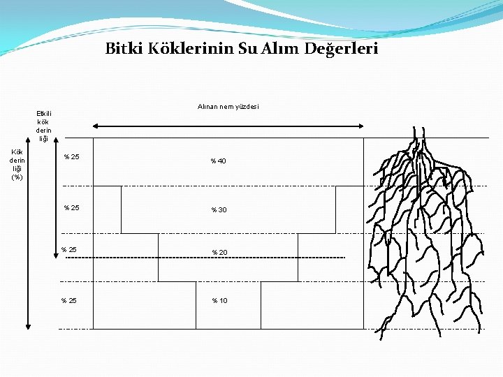 Bitki Köklerinin Su Alım Değerleri Alınan nem yüzdesi Etkili kök derin liği Kök derin