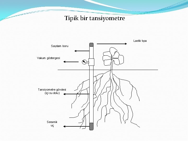 Tipik bir tansiyometre Lastik tıpa Saydam boru Vakum göstergesi Tansiyometre gövdesi (içi su dolu)