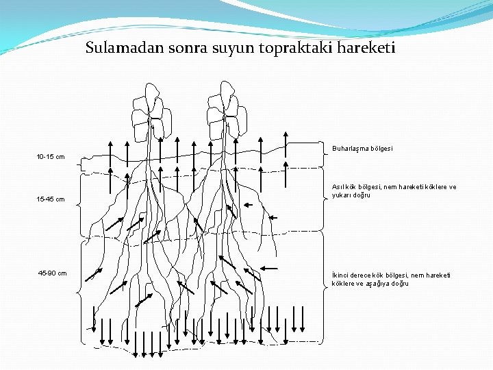 Sulamadan sonra suyun topraktaki hareketi Buharlaşma bölgesi 10 -15 cm 15 -45 cm 45