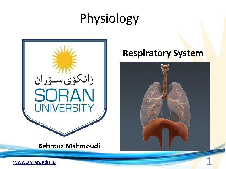 Physiology Respiratory System Behrouz Mahmoudi www. soran. edu. iq 1 