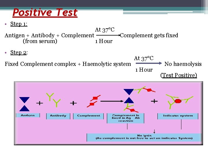 Positive Test • Step 1: At 37°C Antigen + Antibody + Complement gets fixed