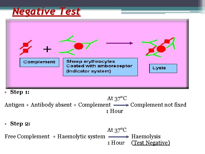 Negative Test • Step 1: At 37°C Antigen + Antibody absent + Complement not