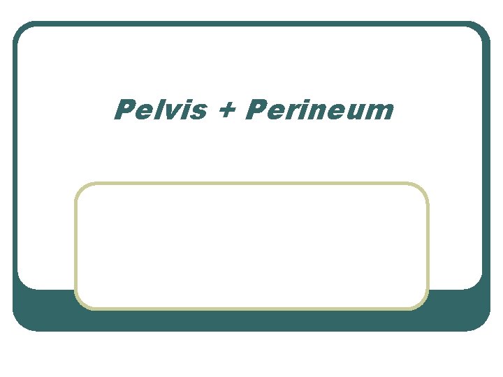 Pelvis + Perineum 