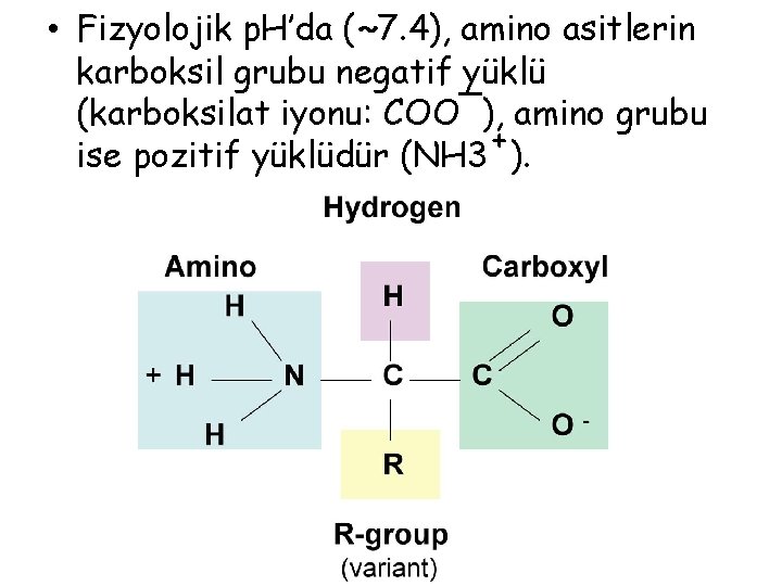 • Fizyolojik p. H’da (˜ 7. 4), amino asitlerin karboksil grubu negatif yüklü • Fizyolojik p. H’da (˜ 7. 4), amino asitlerin karboksil grubu negatif yüklü