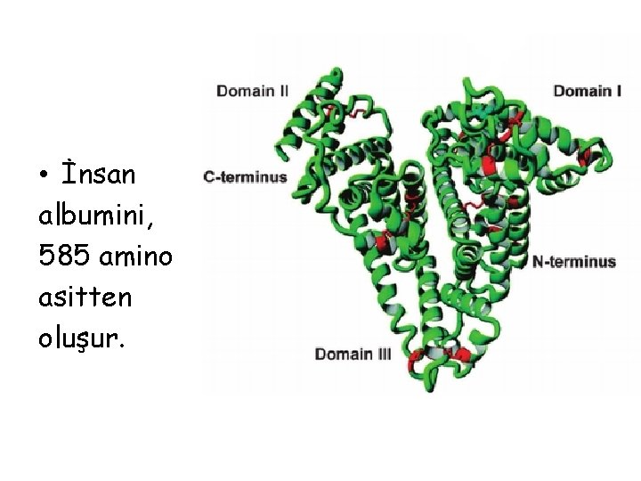 • İnsan albumini, 585 amino asitten oluşur. • İnsan albumini, 585 amino asitten oluşur.