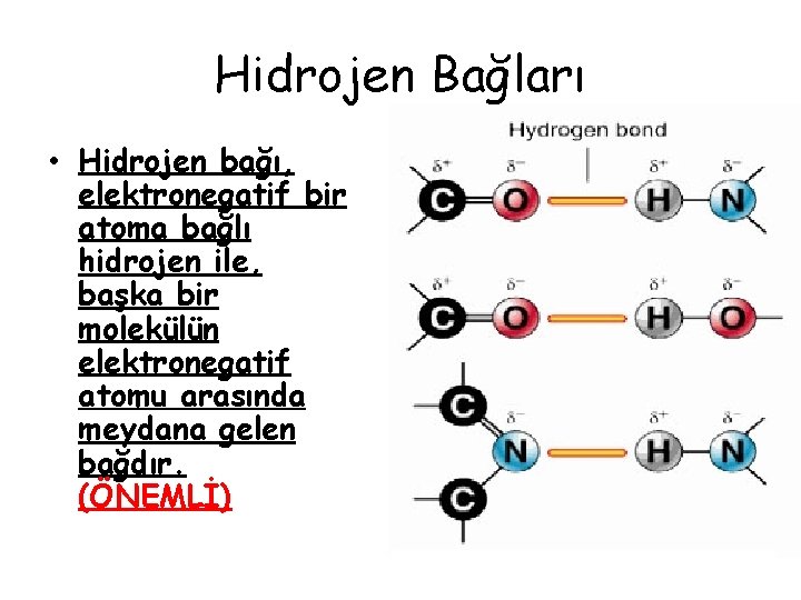 Hidrojen Bağları • Hidrojen bağı, elektronegatif bir atoma bağlı hidrojen ile, başka bir molekülün Hidrojen Bağları • Hidrojen bağı, elektronegatif bir atoma bağlı hidrojen ile, başka bir molekülün
