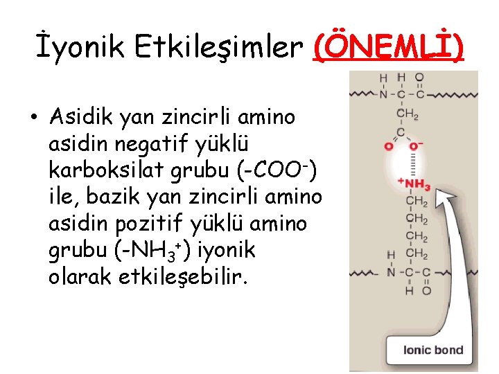 İyonik Etkileşimler (ÖNEMLİ) • Asidik yan zincirli amino asidin negatif yüklü karboksilat grubu (-COO-) İyonik Etkileşimler (ÖNEMLİ) • Asidik yan zincirli amino asidin negatif yüklü karboksilat grubu (-COO-)