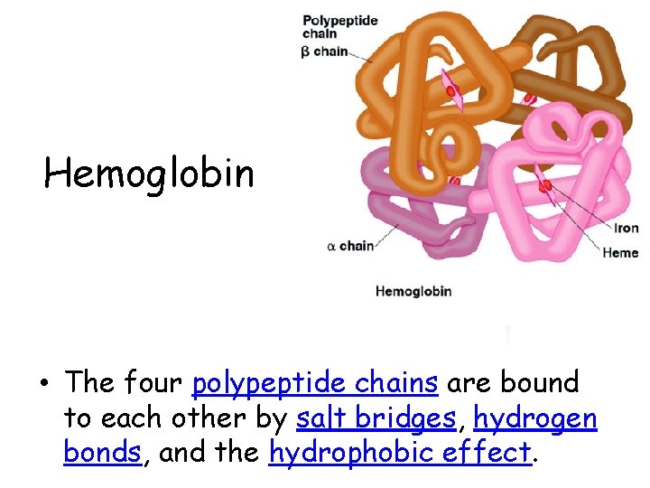 Hemoglobin • The four polypeptide chains are bound to each other by salt bridges, Hemoglobin • The four polypeptide chains are bound to each other by salt bridges,